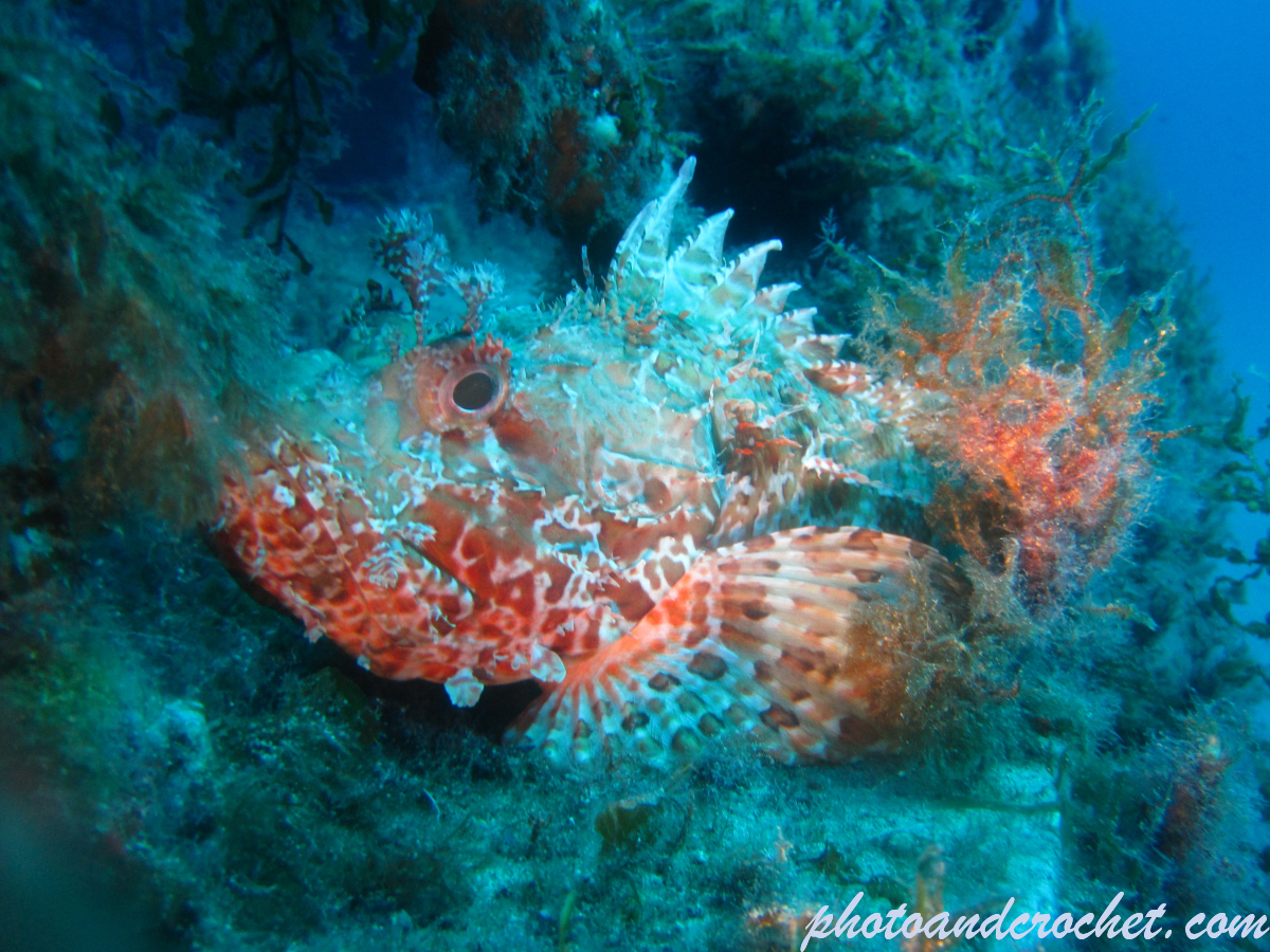 Scorpionfish - Image